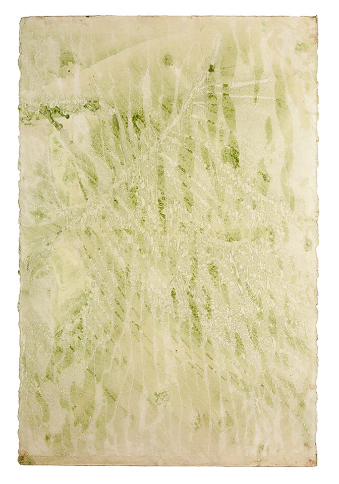chontaduro papel 02.jpg